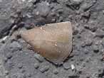 Cirripède pédonculé divers fossile du jurassique Boulonnais